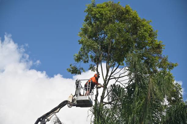 Hargill, TX Tree Removal Services Company