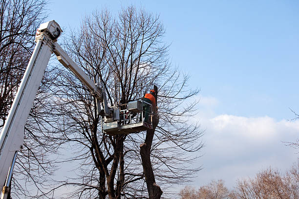  Hargill, TX Tree Removal Services Pros